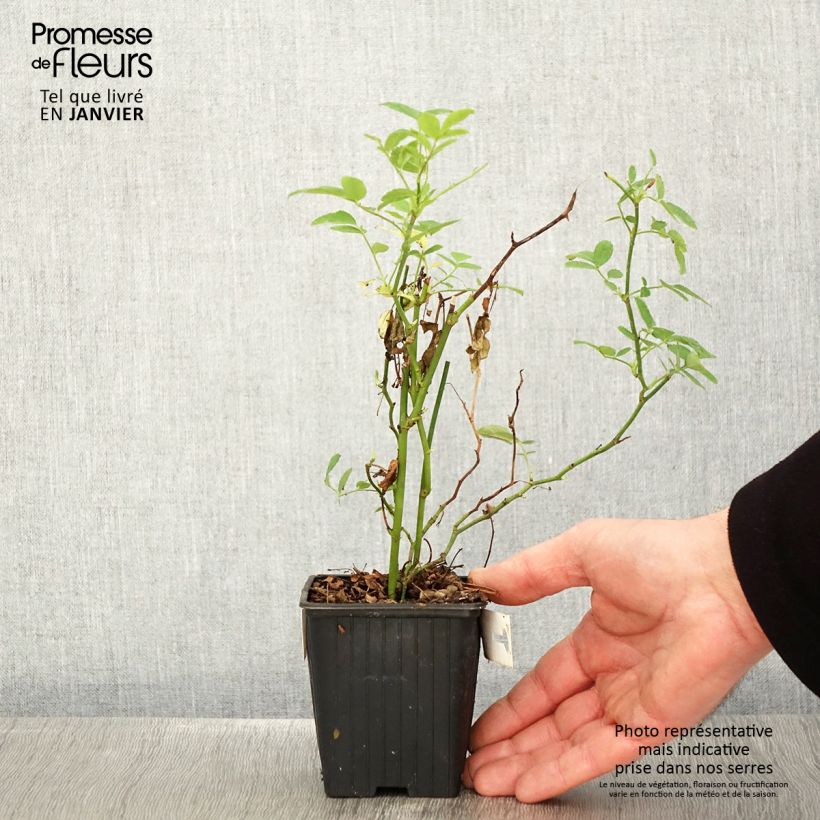 Rosa banksiae Rosea - Rambling Rose 8/9 cm pot sample as delivered in winter