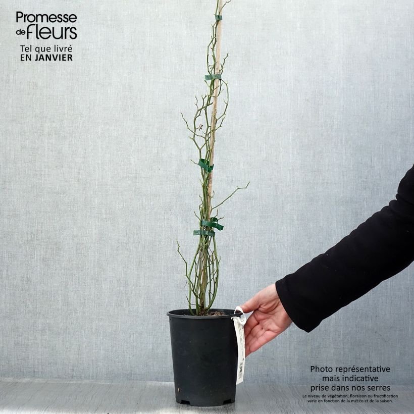 Rosa banksiae Rosea - Rambling Rose 2L/3L pot sample as delivered in winter