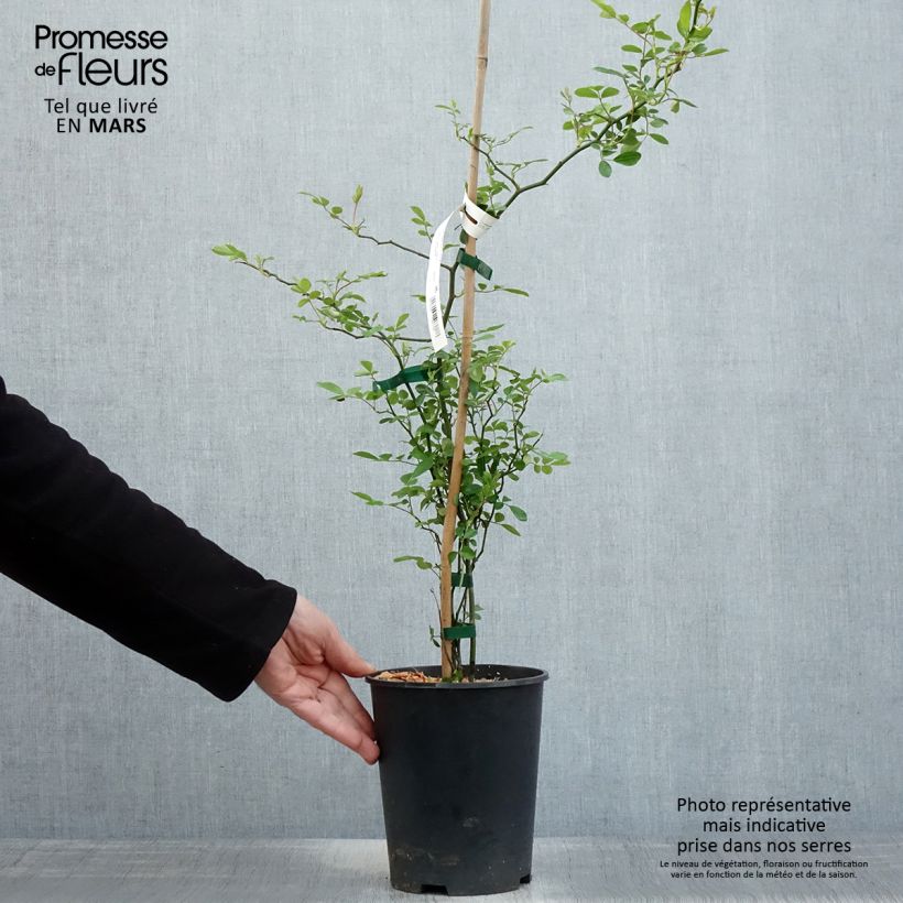 Rosa banksiae Rosea - Rambling Rose 2L/3L pot sample as delivered in spring