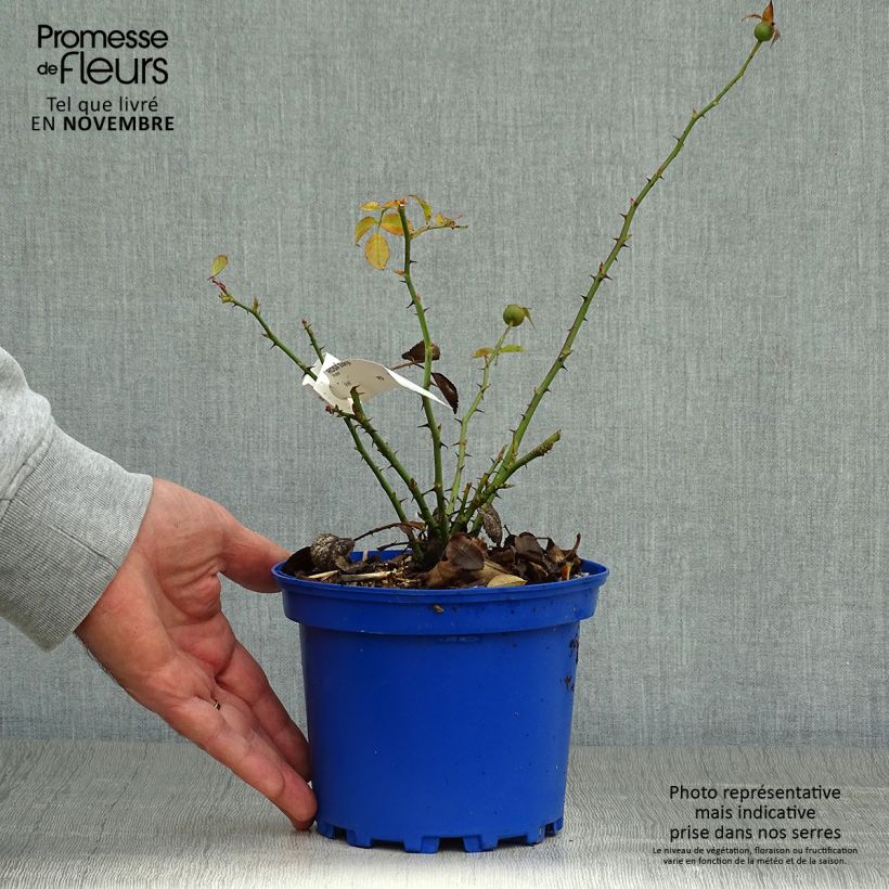 Rosa Soleya - Shrub Rose 2L/3L pot sample as delivered in autumn