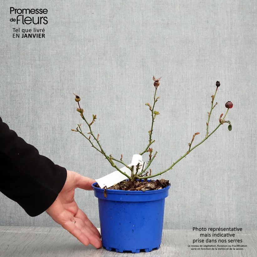 Rosa Soleya - Shrub Rose 2L/3L pot sample as delivered in winter