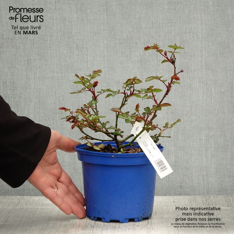 Rosa Soleya - Shrub Rose 2L/3L pot sample as delivered in spring