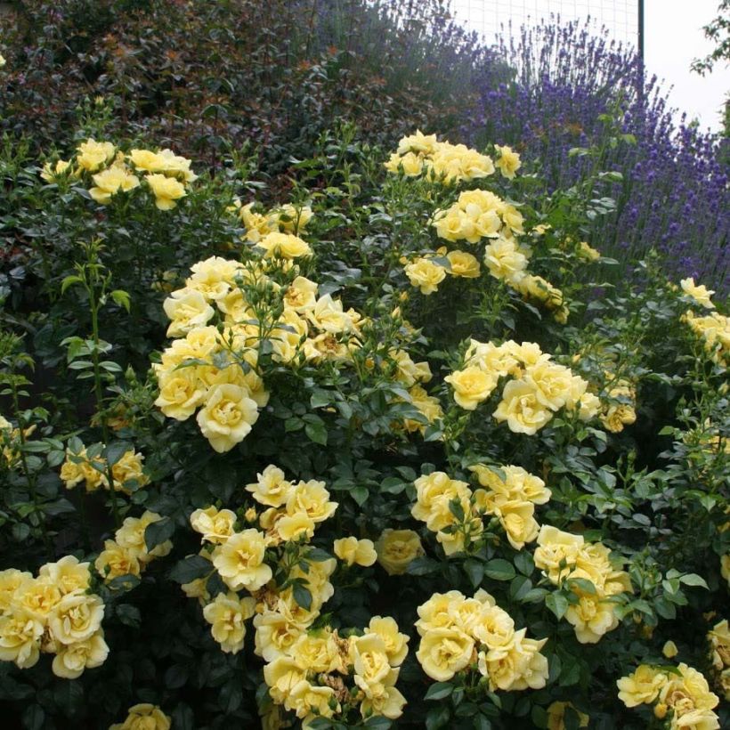 Rosa Flower Carpet Gold - Ground cover Rose (Foliage)