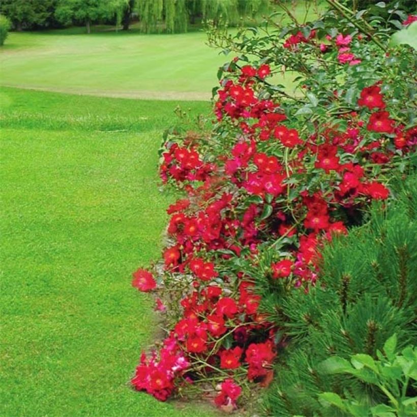 Rosa Vesuvia - groundcover shrub rose (Flowering)