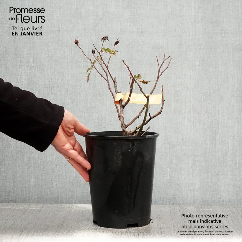 Rosa Decorosiers Calizia - Shrub  Rose 4L/5L pot sample as delivered in winter