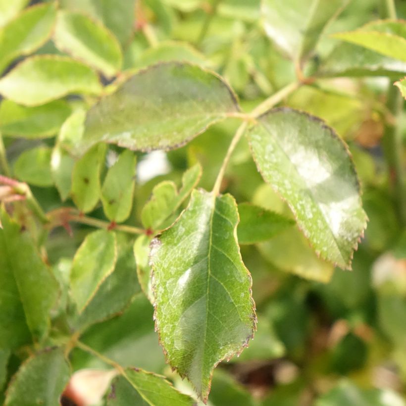 Rosa Decorosiers Calizia - Shrub  Rose (Foliage)