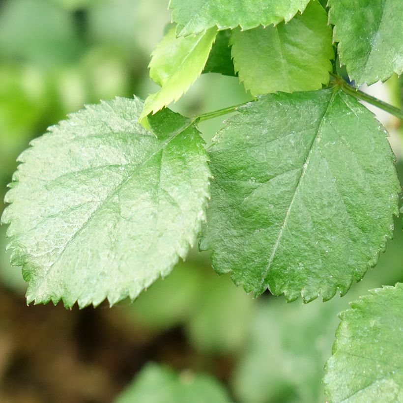 Rosa Decorosier Emera - Shrub rose (Foliage)