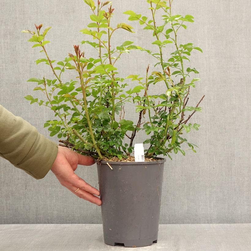 Rosa Decorosier Isalia 4L/5L pot sample as delivered in spring