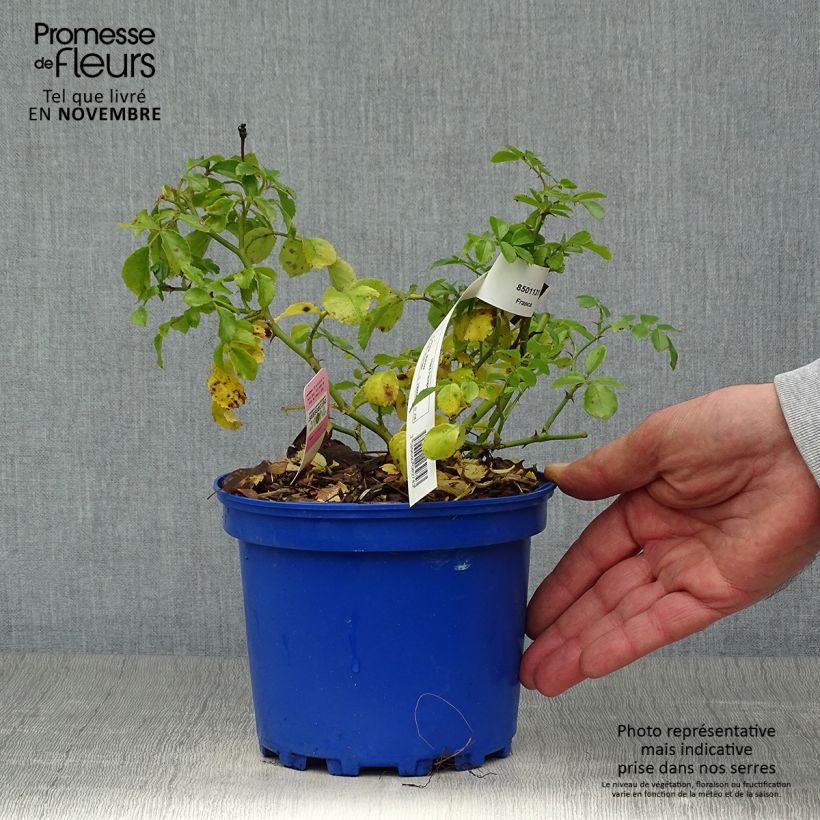 Rosa Decorosier Mareva 2L/3L pot sample as delivered in autumn