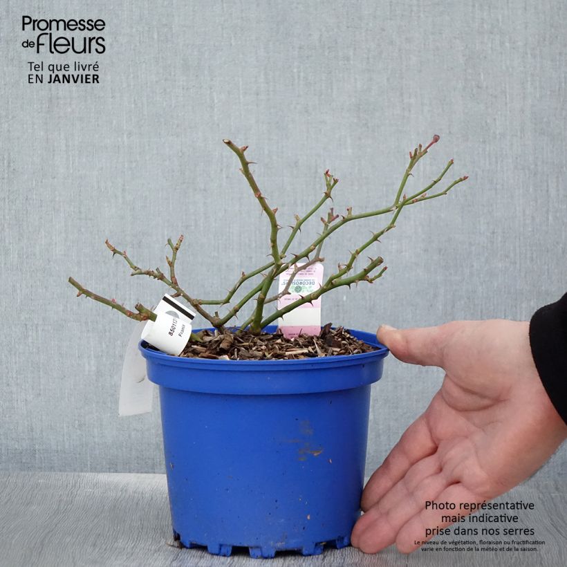 Rosa Decorosier Mareva 2L/3L pot sample as delivered in winter
