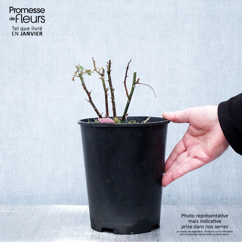 Rosa Decorosier Mareva 4L/5L pot sample as delivered in winter