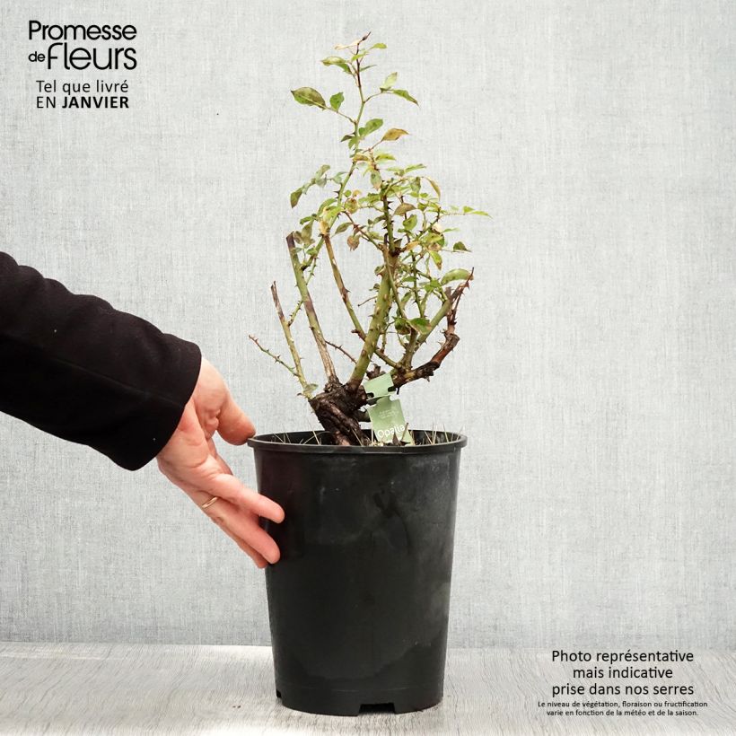 Rosa  Decorosiers Opalia 'Noaschnee' 4L/5L pot sample as delivered in winter
