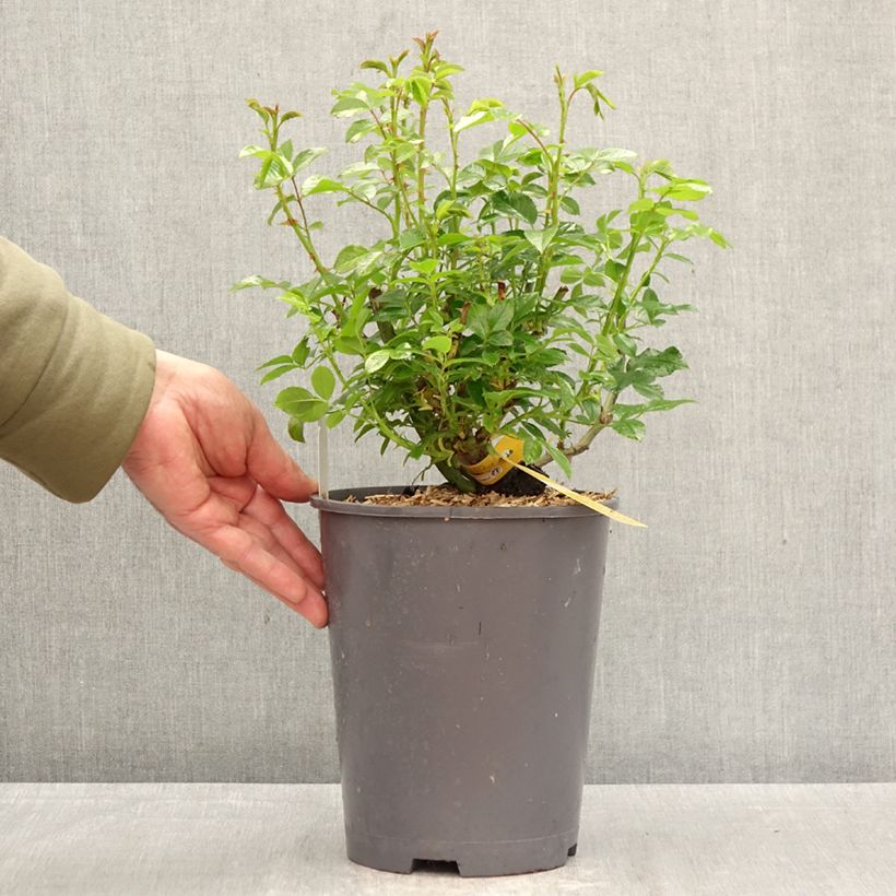 Rosa Flower Carpet Gold - Ground cover Rose 4L/5L pot sample as delivered in spring