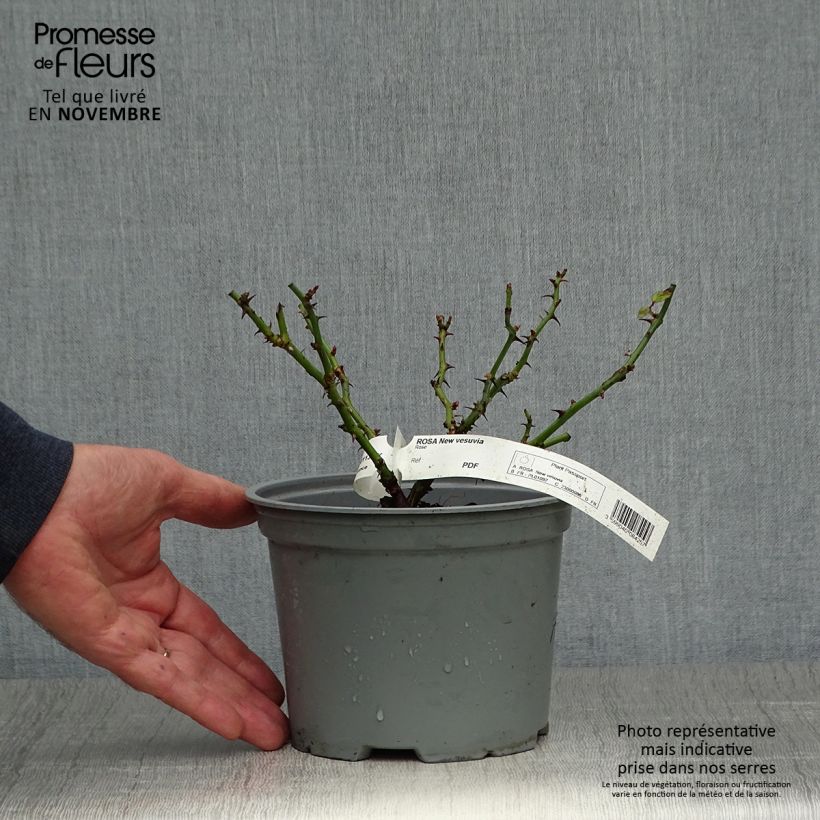 Rosa Vesuvia - groundcover shrub rose 2L/3L pot sample as delivered in autumn