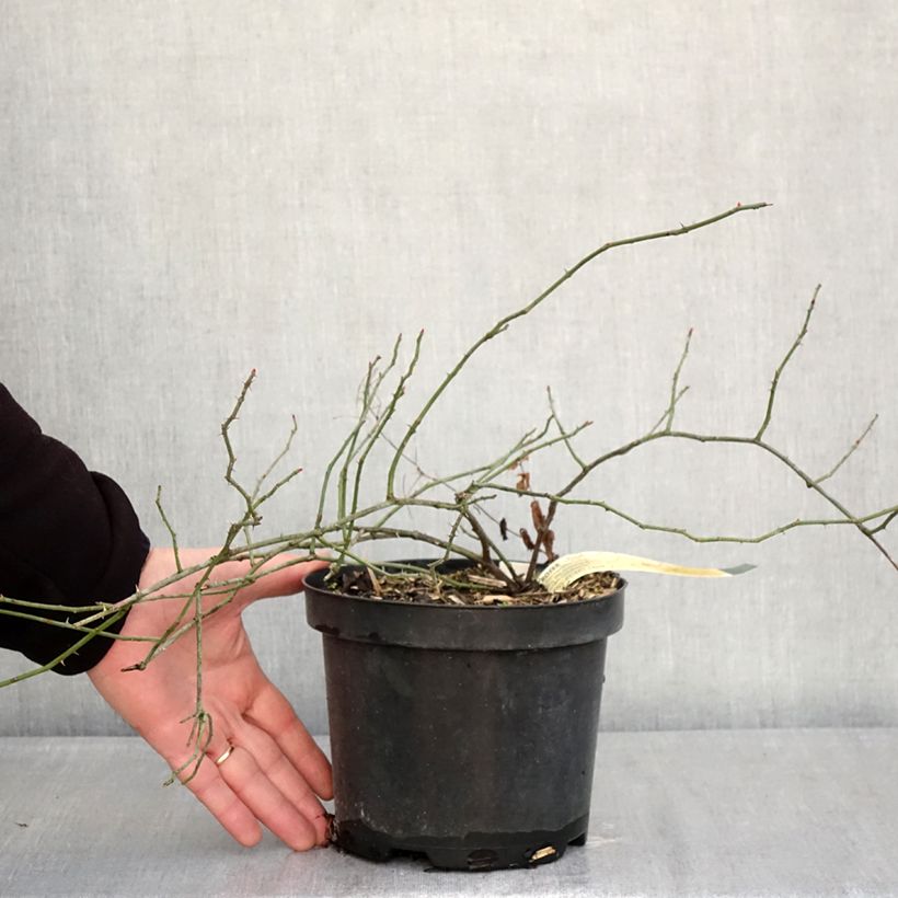 Rosa arvensis - Field Rose 2L/3L pot sample as delivered in winter