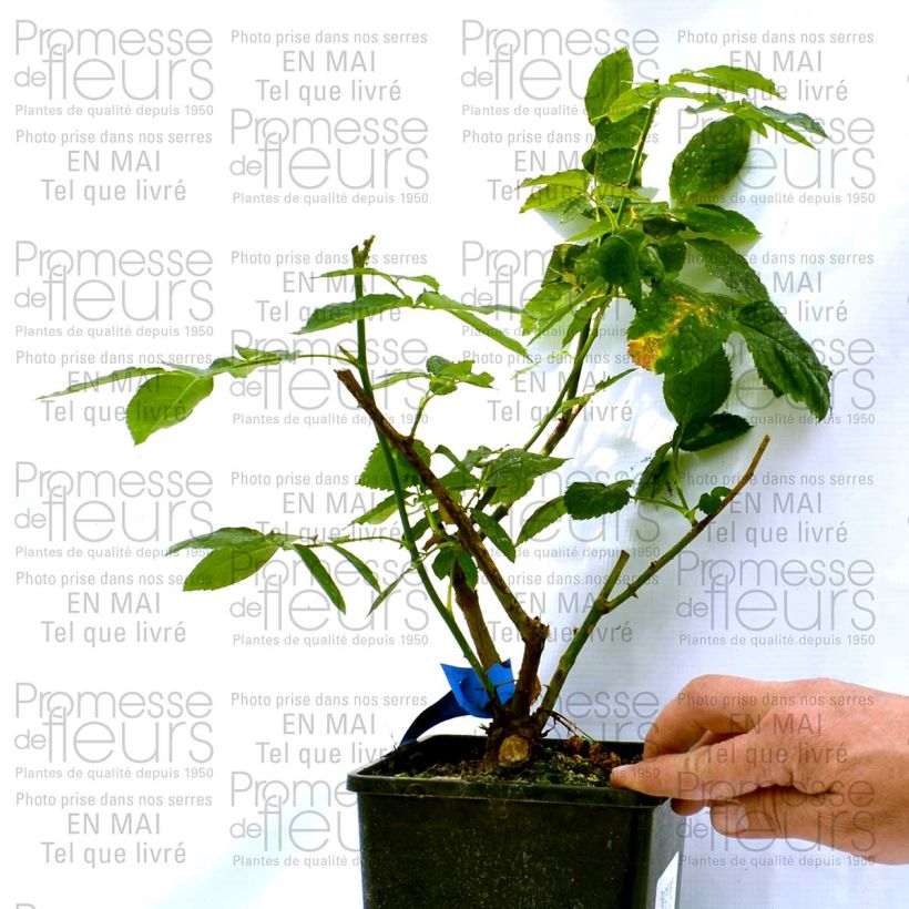 Example of Rosa Generosa Dino de Laurentiis 4L/5L pot specimen as delivered