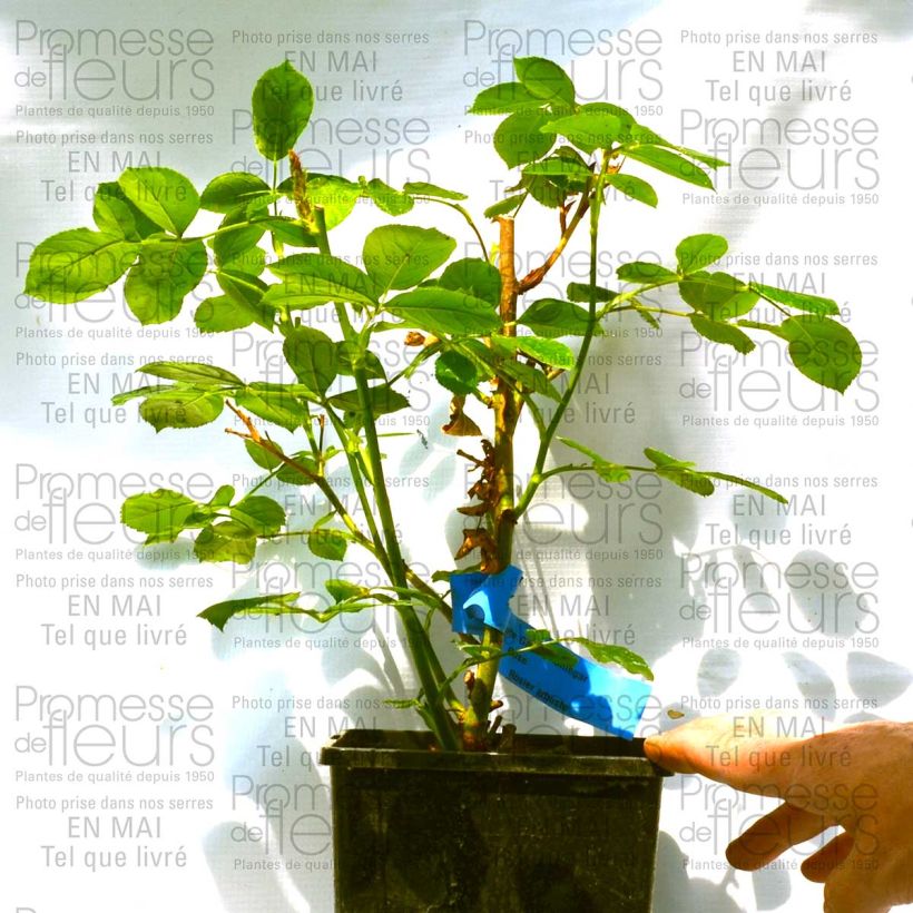 Example of Rosa Emile Garcin 4L/5L pot specimen as delivered