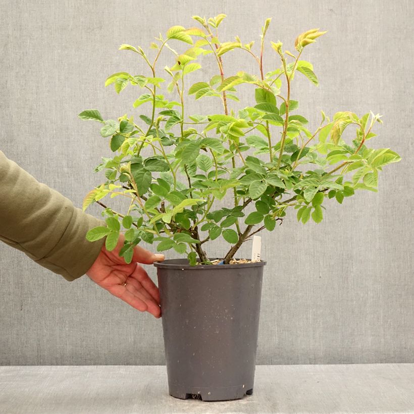 Rosa Generosa Cybelle - Shrub Rose 4L/5L pot sample as delivered in spring