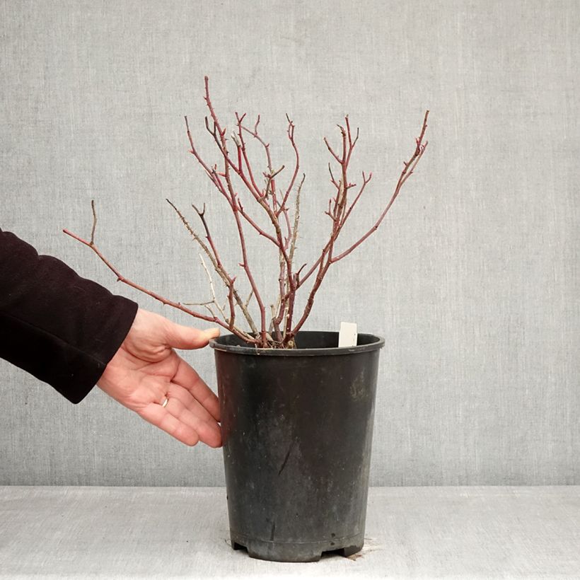 Rosa Generosa Fiona Gelin 4L/5L pot sample as delivered in winter