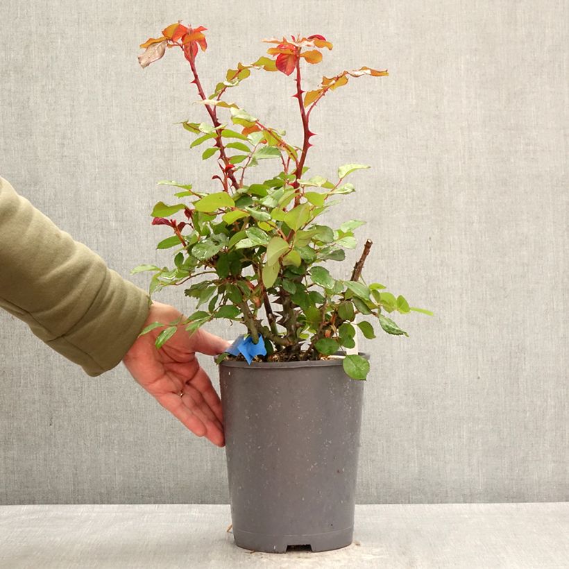 Rosa Generosa - 'Laurent Cabrol' - Shrub Rose 4L/5L pot sample as delivered in spring