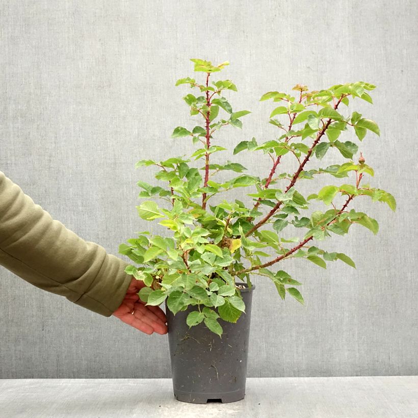 Rosa Generosa - 'Odile Masquelier' - Shrub Rose 4L/5L pot sample as delivered in spring
