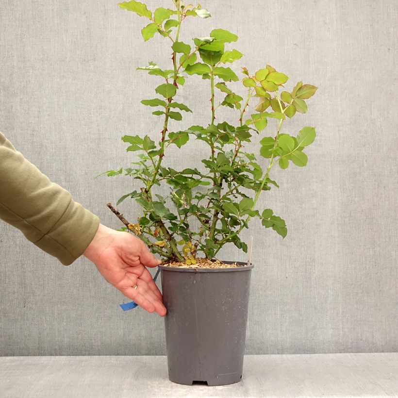 Rosa Generosa Reine Sammut 4L/5L pot sample as delivered in spring