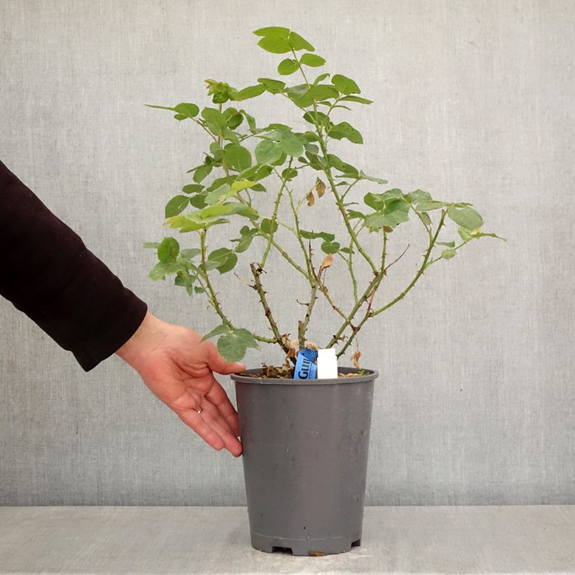 Rosa Generosa Rosomane Janon - Shrub Rose 4L/5L pot sample as delivered in spring