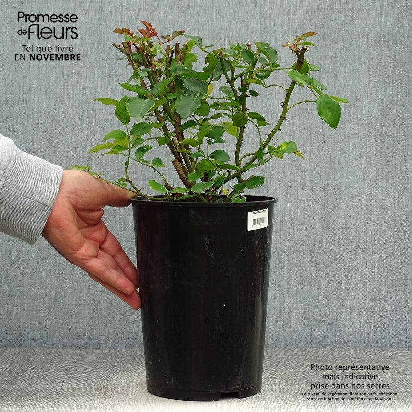 Rosa x wichuraiana 'Albertine' - Rambling Rose 4L/5L pot sample as delivered in autumn