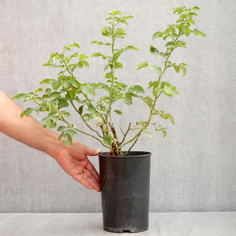 Rosa 'Alchymist' 4L/5L pot sample as delivered in summer
