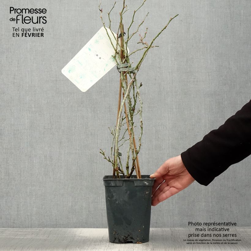 Rosa Starlet Rose 'Alina' - Climbing Rose 4L/5L pot sample as delivered in winter