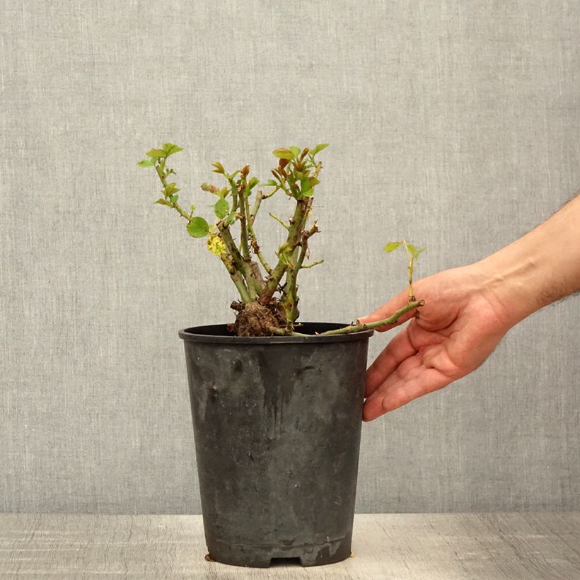 Rosa 'Allegro' - Climbing Rose 4L/5L pot sample as delivered in spring
