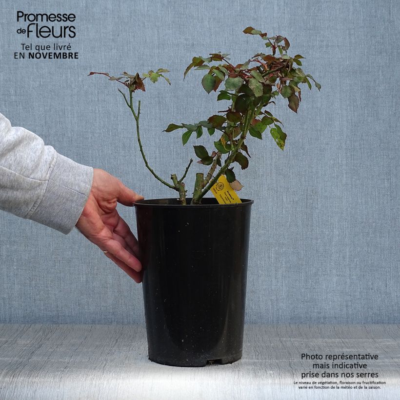 Rosa 'Amadeus' - Climbing Rose 4L/5L pot sample as delivered in autumn