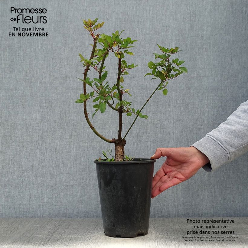 Rosa 'Little Rambler' - Rambling Rose 4L/5L pot sample as delivered in autumn