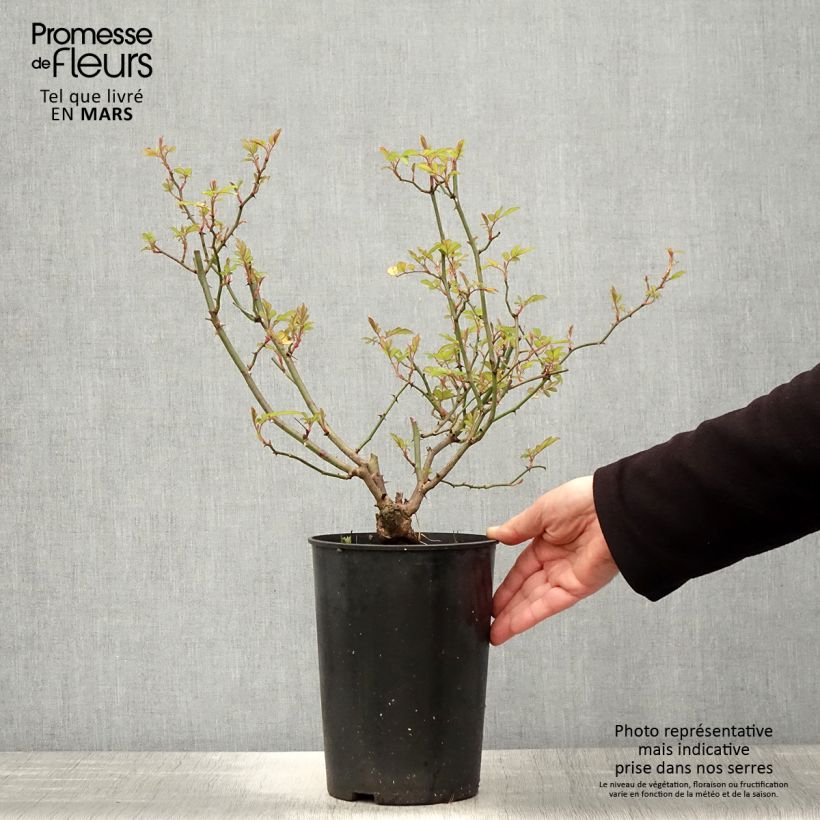 Rosa 'Little Rambler' - Rambling Rose 4L/5L pot sample as delivered in spring