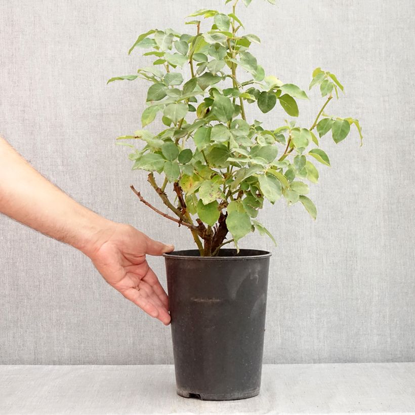 Rosa Compassion 4L/5L pot sample as delivered in summer