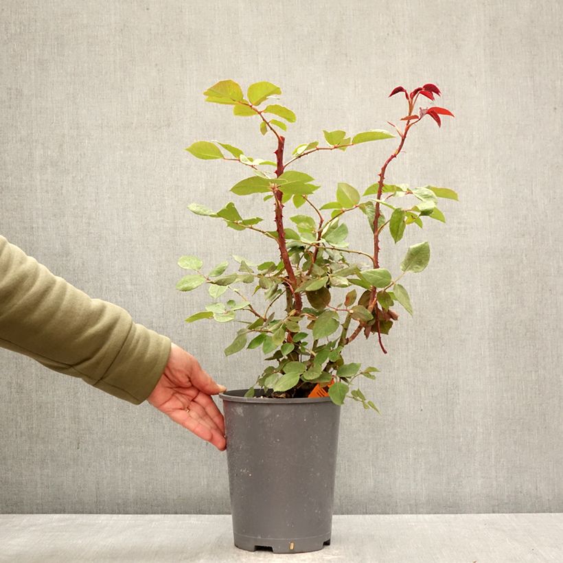 Rosa Botero Climbing - Climbing Rose 4L/5L pot sample as delivered in spring
