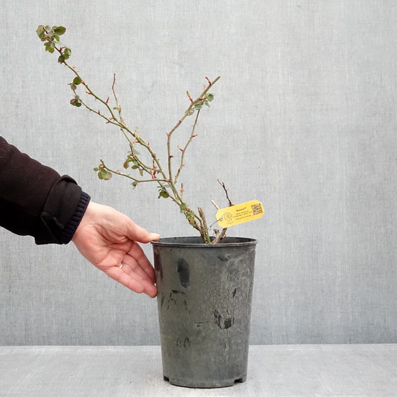 Rosa 'Max Bajazzo' - Climbing Rose  3L/4L pot sample as delivered in winter