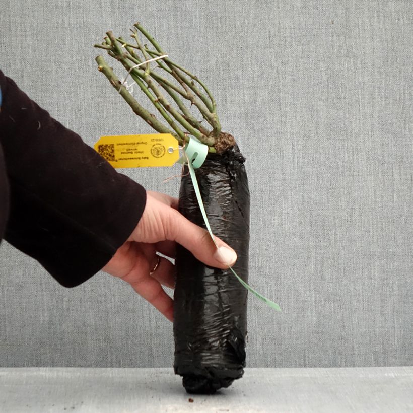 Rosa 'Max Bajazzo' - Climbing Rose  Wrapped bare root sample as delivered in winter
