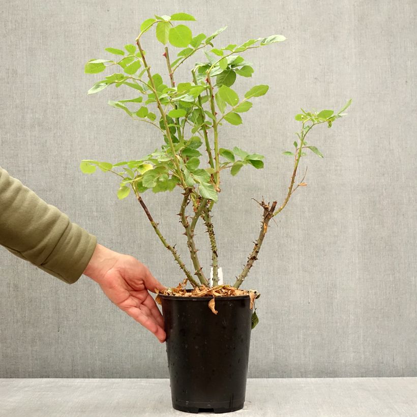 Rosa 'Golden Gate' Climbing Max Rose 4L/5L pot sample as delivered in spring