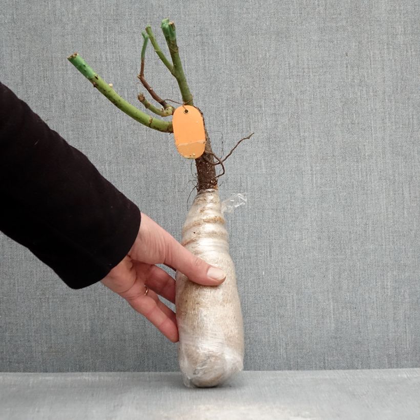 Rosa 'Kiss Me Kate' -Climbing Rose Wrapped bare root sample as delivered in winter