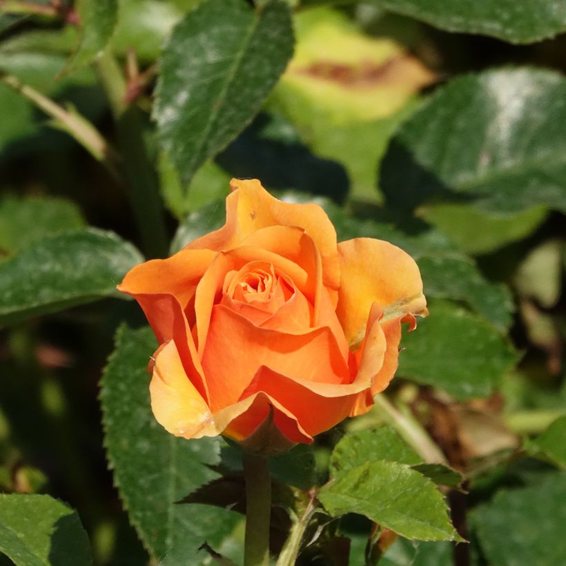 Rose DistingO Orange Climbing Rose (Flowering)