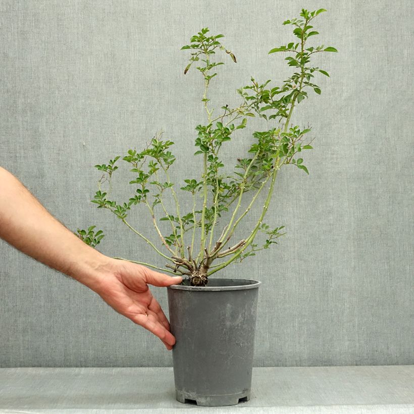 Rosa x wichuraiana 'Dorothy Perkins' 4L/5L pot sample as delivered in summer