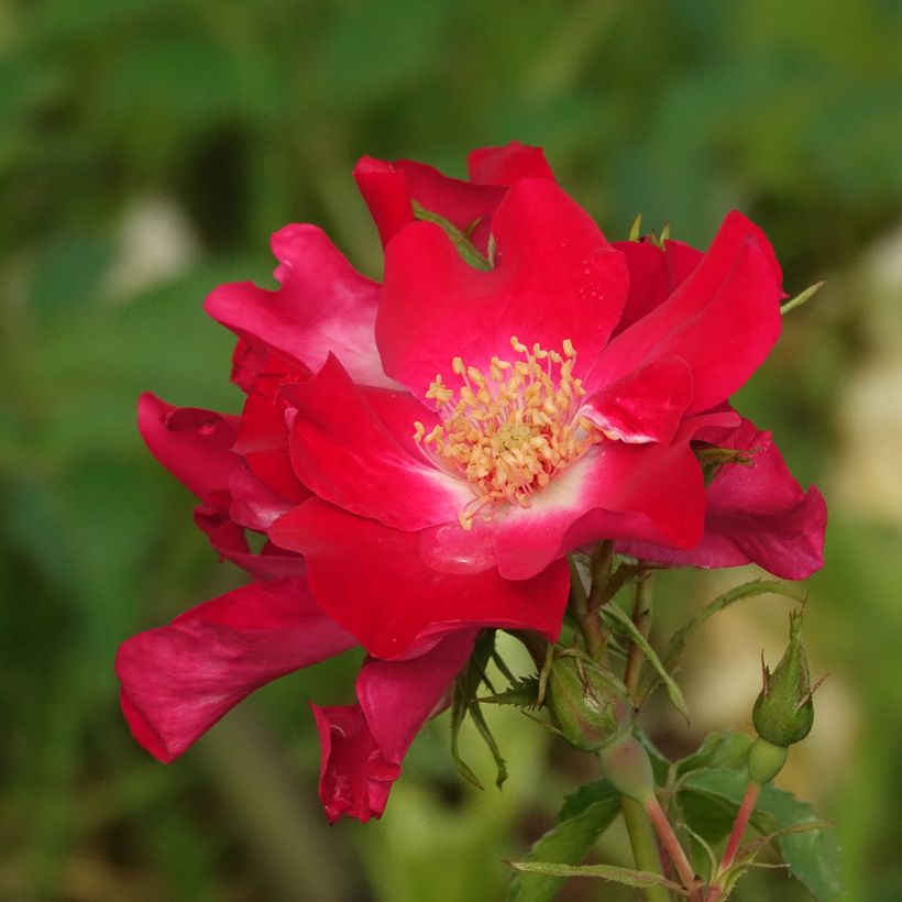 Rosa Dortmund (Flowering)