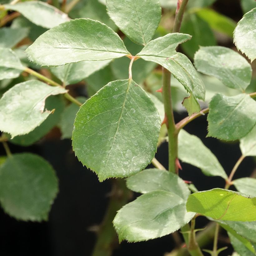 Rosa Edith Piaf Climbing - Climbing Rose (Foliage)