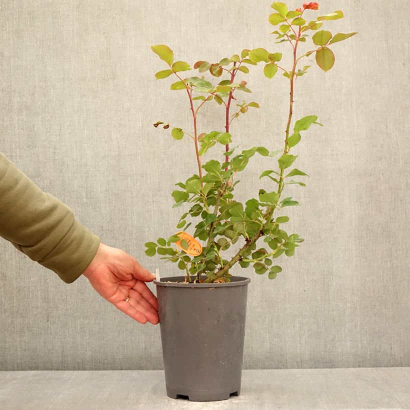 Rosa Edith Piaf Climbing - Climbing Rose 4L/5L pot sample as delivered in spring