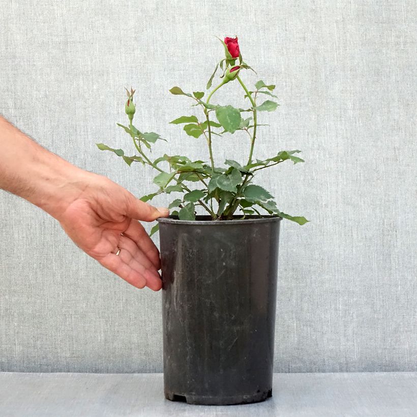 Rosa 'Etoile de Hollande' - Climbing Rose 4L/5L pot sample as delivered in summer