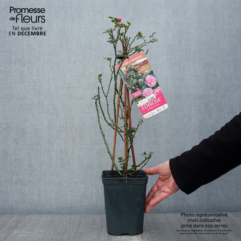 Rosa Starlet Rose 'Eva' - Climbing Rose 4L/5L pot sample as delivered in autumn