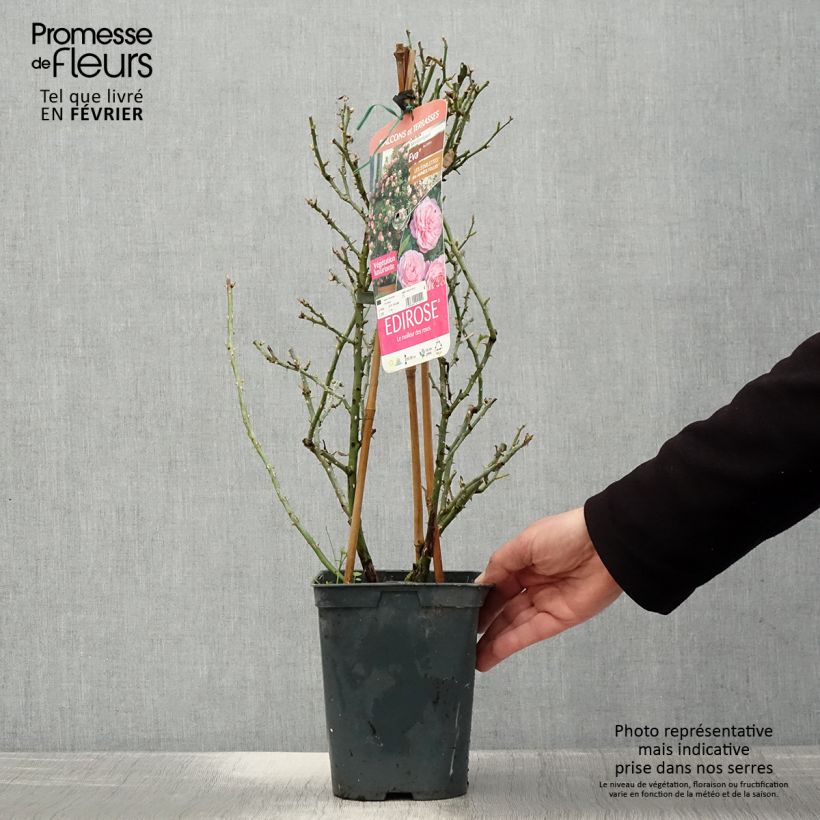 Rosa Starlet Rose 'Eva' - Climbing Rose 4L/5L pot sample as delivered in winter