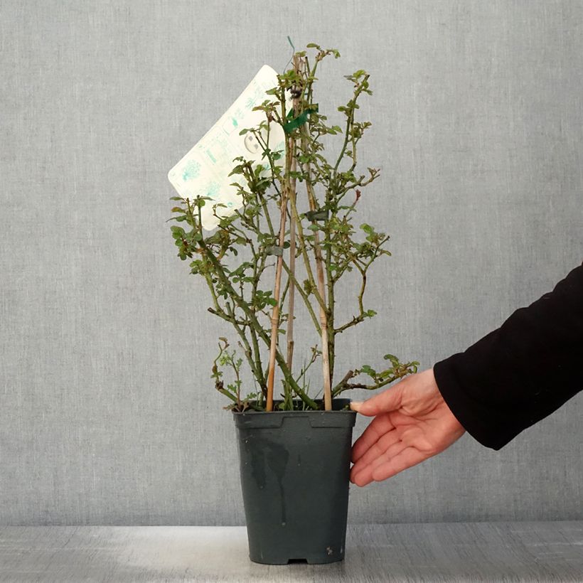 Rosa Starlet Rose 'Eva' - Climbing Rose 4L/5L pot sample as delivered in spring