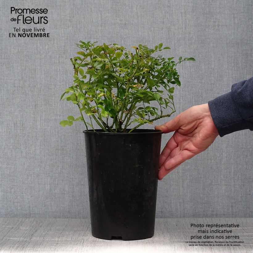 Rosa x wichuraiana 'Excelsa' 4L/5L pot sample as delivered in autumn